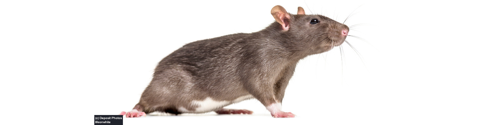 Rat control services